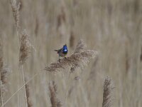 Luscinia svecica cyanecula 160, Witgesterde blauwborst, Saxifraga-Jan Nijendijk