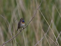 Luscinia svecica cyanecula 163, Witgesterde blauwborst, Saxifraga-Jan Nijendijk