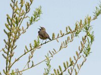 Luscinia svevica 167, Blauwborst, adult, male, Saxifraga-Theo Verstrael