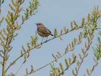 Luscinia svevica 168, Blauwborst, adult, male, Saxifraga-Theo Verstrael