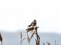 Luscinia svevica 172, Blauwborst, adult, male, Saxifraga-Theo Verstrael