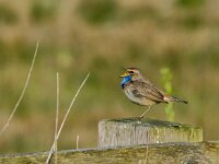 Luscinia svevica 173, Blauwborst, adult, male, Saxifraga-Theo Verstrael