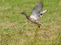 Mareca strepera, Gadwall