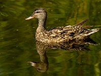 Mareca strepera 15, female, Krakeend, Saxifraga-Piet Munsterman