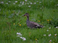 Mareca strepera 23, Krakeend, Saxifraga-Luuk Vermeer