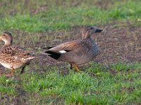 Mareca strepera 27, Krakeend, Saxifraga-Luuk Vermeer