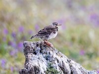 Melanocorypha calandra 11, Kalanderleeuwerik, Saxifraga-Bart Vastenhouw