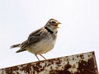 Melanocorypha calandra 15, Kalanderleeuwerik, Saxifraga-Bart Vastenhouw