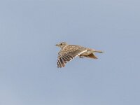 Melanocorypha calandra 17, Kalanderleeuwerik, Saxifraga-Bart Heijne : 2024, Caspe Candasnos, Melanocorypha calandra, Spanje, kalanderleeuwerik, mei, vakantie, vliegend, vogel, voorjaar