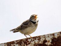 Melanocorypha calandra 6, Kalanderleeuwerik, Saxifraga-Bart Vastenhouw
