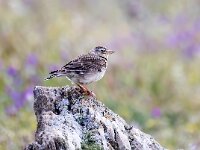Melanocorypha calandra 9, Kalanderleeuwerik, Saxifraga-Bart Vastenhouw
