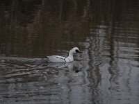 Mergellus albellus 11, Nonnetje, Saxifraga-Luuk Vermeer