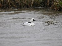 Mergellus albellus 12, Nonnetje, Saxifraga-Luuk Vermeer