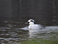 Mergellus albellus 19, Nonnetje, Saxifraga-Luuk Vermeer