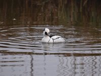 Mergellus albellus 21, Nonnetje, Saxifraga-Luuk Vermeer