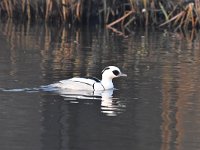 Mergellus albellus 25, Nonnetje, Saxifraga-Luuk Vermeer