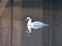 Mergellus albellus 26, Nonnetje, Saxifraga-Luuk Vermeer