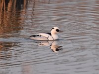 Mergellus albellus 28, Nonnetje, Saxifraga-Luuk Vermeer