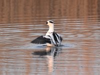 Mergellus albellus 30, Nonnetje, Saxifraga-Luuk Vermeer