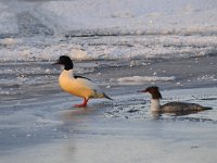 Mergus merganser 28, Grote zaagbek, Saxifraga-Luuk Vermeer