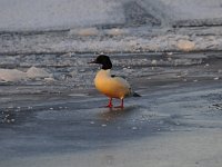 Mergus merganser 29, Grote zaagbek, Saxifraga-Luuk Vermeer