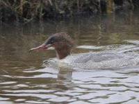 Mergus merganser 32, Grote zaagbek, Saxifraga-Luuk Vermeer