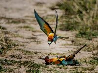 Meriops apiaster 68, Bijeneter, adult, pair, Saxifraga-Theo Verstrael