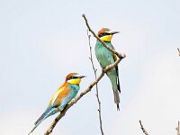 Merops apiaster 54, Bijeneter, Saxifraga-Bart Vastenhouw