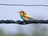 Merops apiaster 63, Bijeneter, Saxifraga-Bart Vastenhouw
