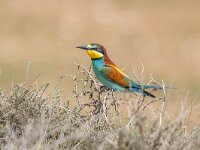 Merops apiaster 66, Bijeneter, Saxifraga-Bart Heijne