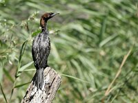Microcarbo pygmaeus 20, Dwergaalscholver, Saxifraga-Tom Heijnen