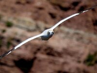 Morus bassanus 102, Jan-van-Gent, Saxifraga-Bart Vastenhouw