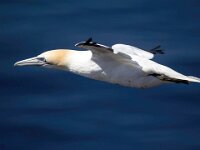 Morus bassanus 114, Jan-van-Gent, Saxifraga-Bart Vastenhouw