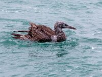 Morus bassanus 128, Jan-van-Gent, Saxifraga-Bart Vastenhouw