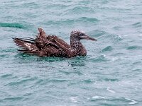 Morus bassanus 129, Jan-van-Gent, Saxifraga-Bart Vastenhouw