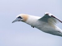 Morus bassanus 131, Jan-van-Gent, Saxifraga-Bart Vastenhouw