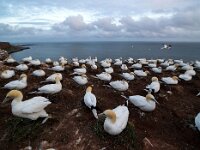 Morus bassanus 134, Jan-van-Gent, Saxifraga-Bart Vastenhouw