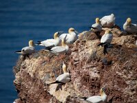 Morus bassanus 135, Jan-van-Gent, Saxifraga-Bart Vastenhouw