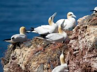Morus bassanus 136, Jan-van-Gent, Saxifraga-Bart Vastenhouw