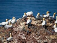 Morus bassanus 137, Jan-van-Gent, Saxifraga-Bart Vastenhouw