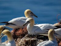 Morus bassanus 142, Jan-van-Gent, Saxifraga-Bart Vastenhouw