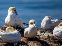 Morus bassanus 145, Jan-van-Gent, Saxifraga-Bart Vastenhouw