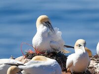 Morus bassanus 146, Jan-van-Gent, Saxifraga-Bart Vastenhouw