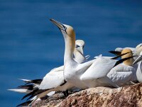 Morus bassanus 147, Jan-van-Gent, Saxifraga-Bart Vastenhouw