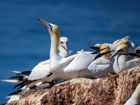 Morus bassanus 148, Jan-van-Gent, Saxifraga-Bart Vastenhouw