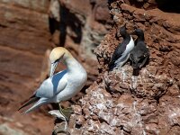 Morus bassanus 152, Jan-van-Gent, Saxifraga-Bart Vastenhouw