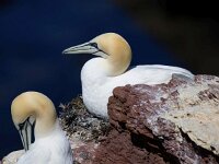 Morus bassanus 155, Jan-van-Gent, Saxifraga-Bart Vastenhouw