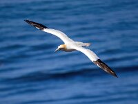 Morus bassanus 156, Jan-van-Gent, Saxifraga-Bart Vastenhouw