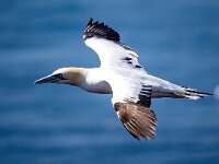 Morus bassanus 157, Jan-van-Gent, Saxifraga-Bart Vastenhouw