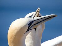 Morus bassanus 161, Jan-van-Gent, Saxifraga-Bart Vastenhouw